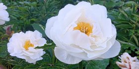 Paeonia lactiflora 'Jan van Leeuwen' Пион молочноцветковый